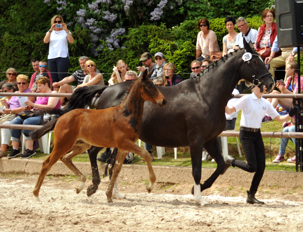 Trakehner Hengstfohlen von Oliver Twist u.d. Thirica v. Enrico Caruso - Trakehner Gestt Hmelschenburg - Beate Langels