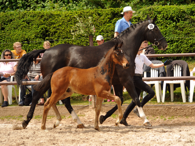 Trakehner Hengstfohlen von Oliver Twist u.d. Thirica v. Enrico Caruso - Trakehner Gestt Hmelschenburg - Beate Langels