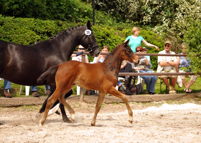 Trakehner Hengstfohlen von Oliver Twist u.d. Thirica v. Enrico Caruso - Trakehner Gestt Hmelschenburg - Beate Langels