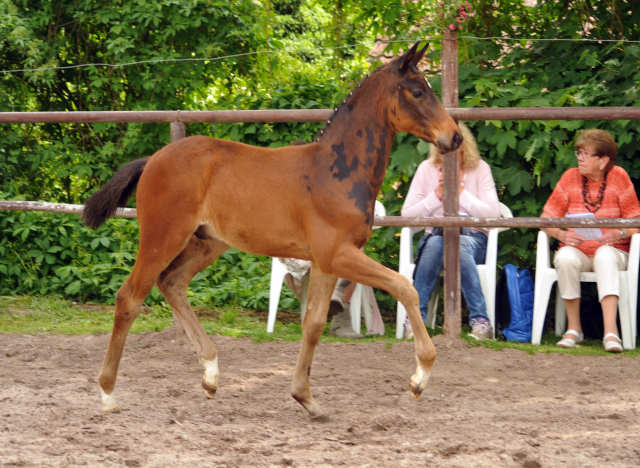 Trakehner Hengstfohlen von Oliver Twist u.d. Thirica v. Enrico Caruso - Trakehner Gestt Hmelschenburg - Beate Langels