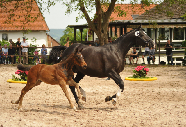 Trakehner Hengstfohlen von Oliver Twist u.d. Thirica v. Enrico Caruso - Trakehner Gestt Hmelschenburg - Beate Langels