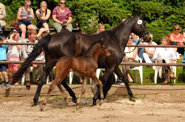 22. Mai 2016 - Hengstfohlen von Saint Cyr u.d. Ivoire v. King Arthur - Foto: Langels