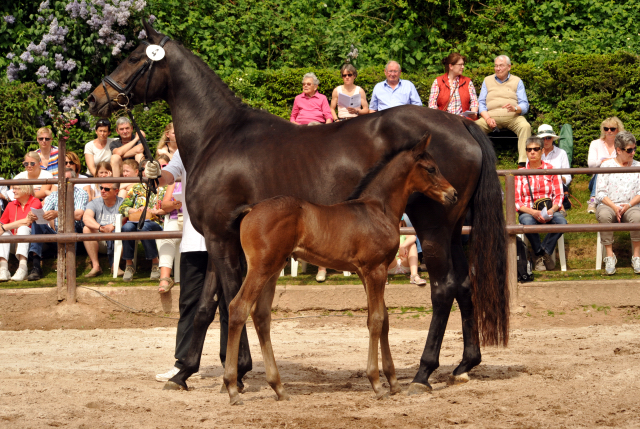 22. Mai 2016 - Hengstfohlen von Saint Cyr u.d. Ivoire v. King Arthur - Foto: Langels