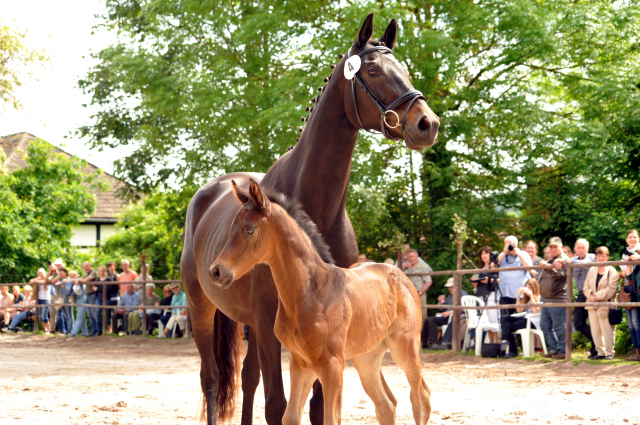 22. Mai 2016 - Hengstfohlen von Saint Cyr u.d. Ivoire v. King Arthur - Foto: Langels