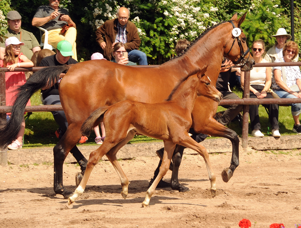 Trakehner Hengstfohlen von Glcksruf u.d. Pr.St. Schwalbe's Beauty v. High Motion x Imperio  - Gestt Hmelschenburg - Beate Langels