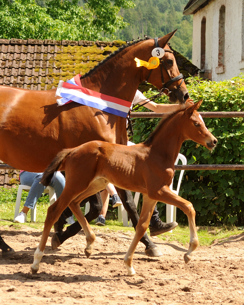 Trakehner Hengstfohlen von Glcksruf u.d. Pr.St. Schwalbe's Beauty v. High Motion x Imperio  - Gestt Hmelschenburg - Beate Langels