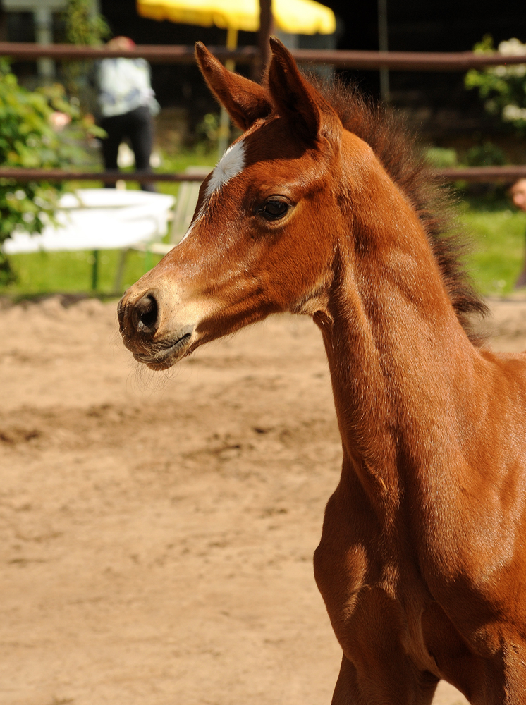 Trakehner Hengstfohlen von Glcksruf u.d. Pr.St. Schwalbe's Beauty v. High Motion x Imperio  - Gestt Hmelschenburg - Beate Langels