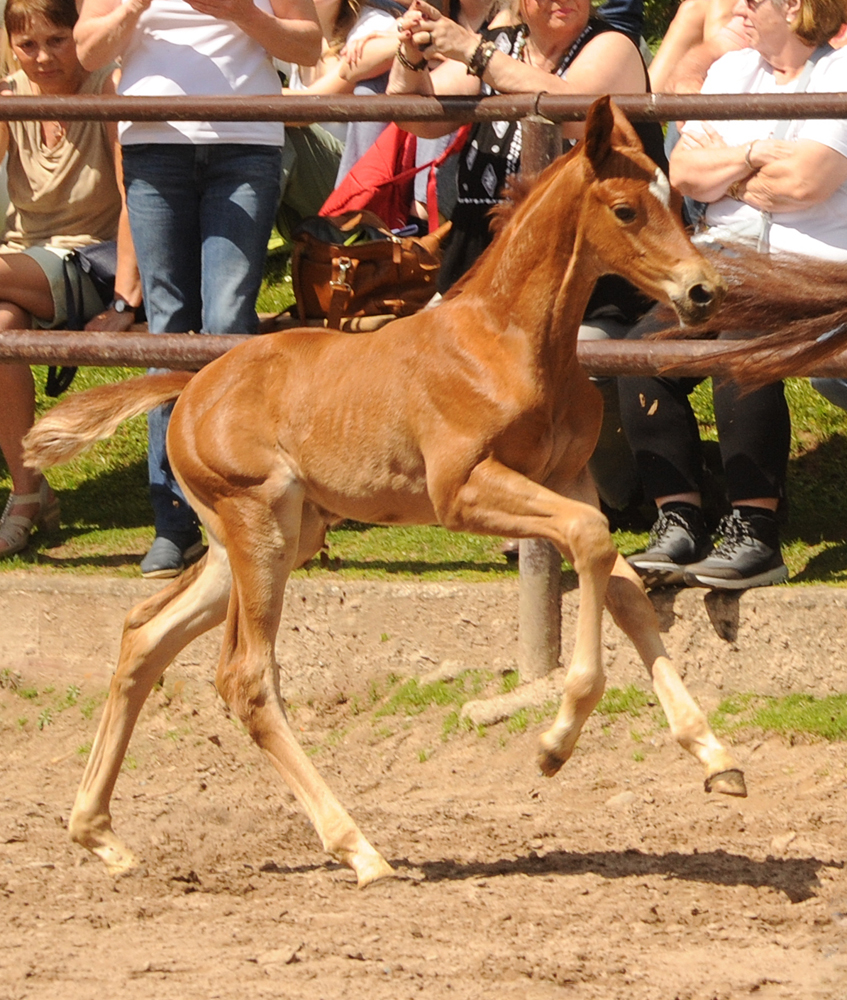 Klassic's Aurora - Stutfohlen von His Moment u.d. Pr.u.StPrSt. Klassic Motion - Foto: Beate Langels - Trakehner Gestt Hmelschenburg