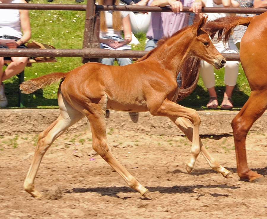 Stutfohlen von His Moment u.d. Prmienstute Klassic Motion v. High Motion - 
Trakehner Gestt Hmelschenburg - Foto: Langels