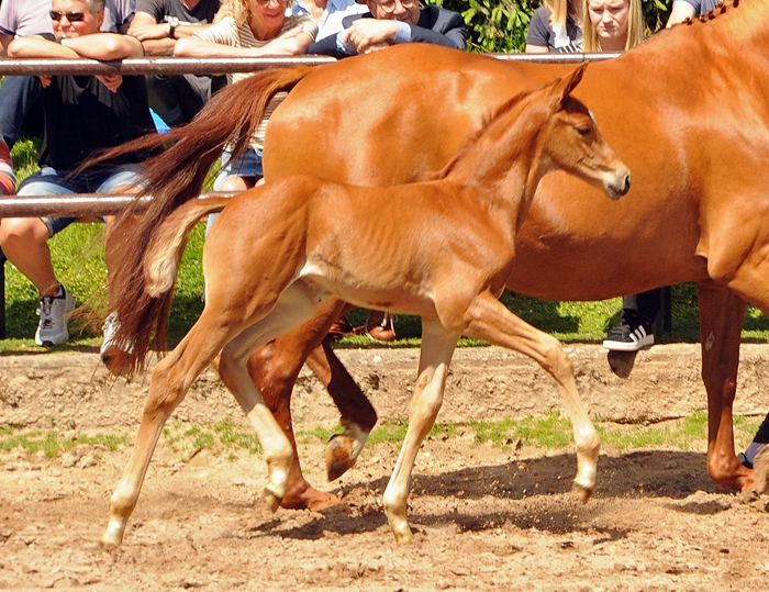 Stutfohlen von His Moment u.d. Prmienstute Klassic Motion v. High Motion - 
Trakehner Gestt Hmelschenburg - Foto: Langels