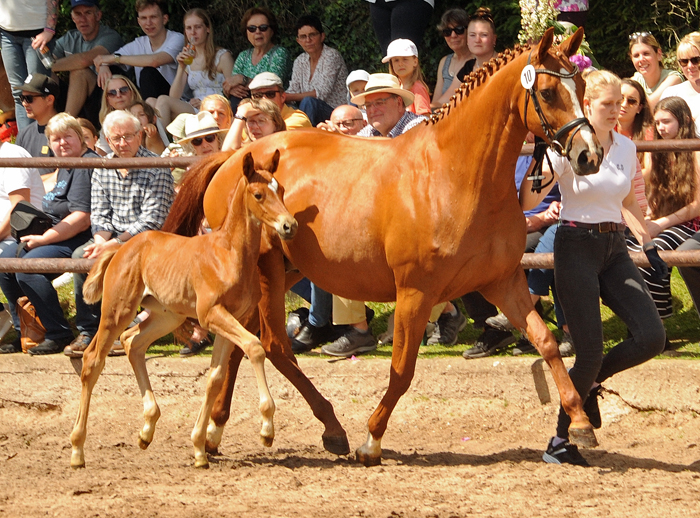 Stutfohlen von His Moment u.d. Prmienstute Klassic Motion v. High Motion - 
Trakehner Gestt Hmelschenburg - Foto: Langels