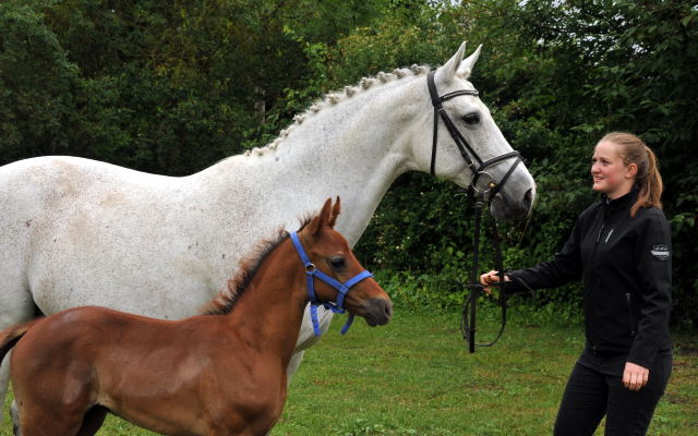 Trakehner Hengstfohlen von Laurel u.d. Auryn  v. Bazarr - Foto Beate Langels