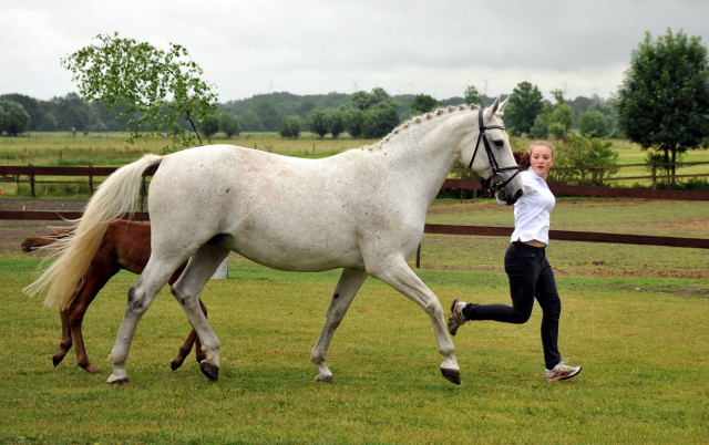 Trakehner Hengstfohlen von Laurel u.d. Auryn  v. Bazarr - Foto Beate Langels