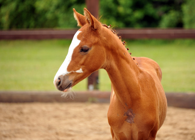 Trakehner Hengstfohlen von Donaudichter - Foto Beate Langels