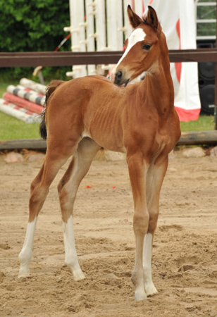 Stutfohlen von Freudenfest u.d. Val de Vienne v. Exclusiv - Trakehner Gestt Hmelschenburg - Foto: Beate Langels