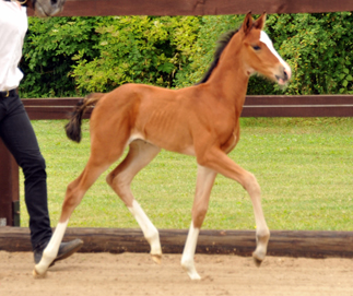 Stutfohlen von Freudenfest u.d. Val de Vienne v. Exclusiv - Trakehner Gestt Hmelschenburg - Foto: Beate Langels