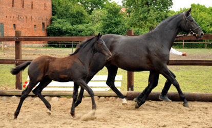 Hengstfohlen von Herakles x Ovaro - Foto: Beate Langels