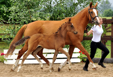 Stutfohlen v. Herbstknig x Manhattan - Foto: Beate Langels