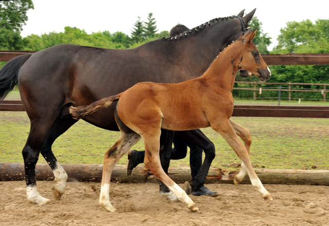 Stutfohlen von Saint Cyr u.d. Pr.u.StPrSt. Grace Note v. Alter Fritz - Foto: Beate Langels, Trakehner Gestt Hmelschenburg