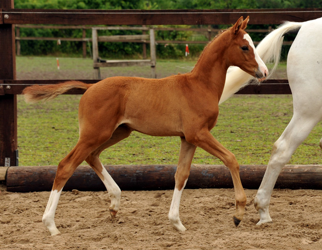 Trakehner Hengstfohlen von Donaudichter - Foto Beate Langels
