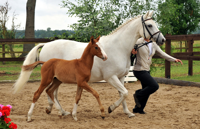 Trakehner Hengstfohlen von Donaudichter - Foto Beate Langels