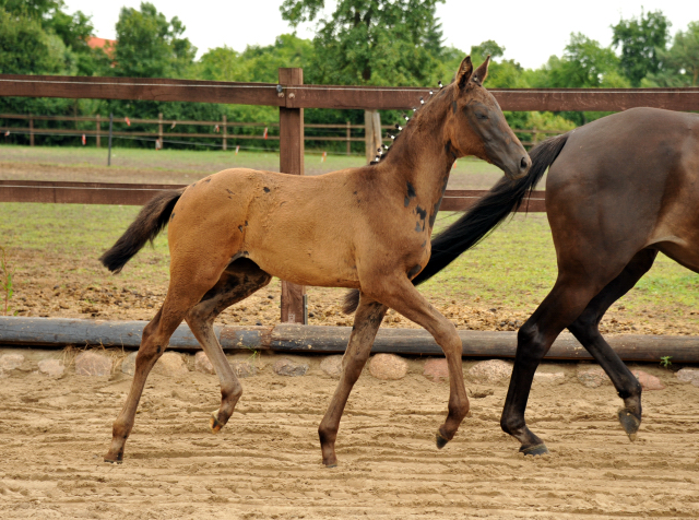 Trakehner Stutfohlen von Come Close u.d. St.Pr.u.Pr.St. Talussen von Sapros - Sleipnir , Foto: Beate Langels