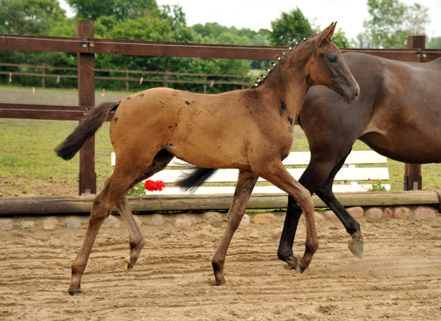 Trakehner Stutfohlen von Come Close u.d. St.Pr.u.Pr.St. Talussen von Sapros - Sleipnir , Foto: Beate Langels