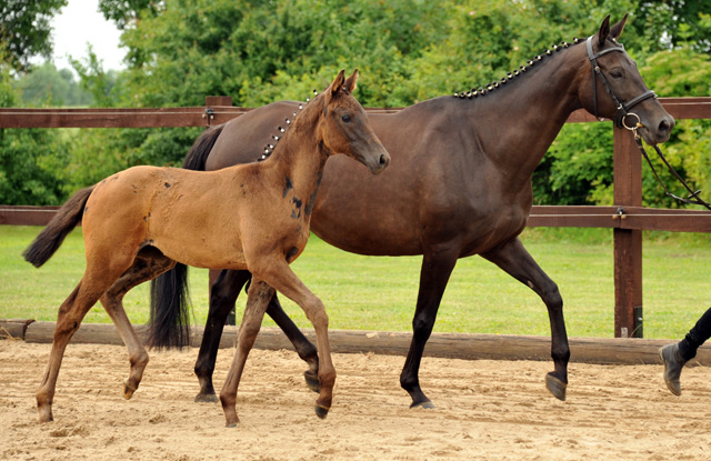 Trakehner Stutfohlen von Come Close u.d. St.Pr.u.Pr.St. Talussen von Sapros - Sleipnir , Foto: Beate Langels
