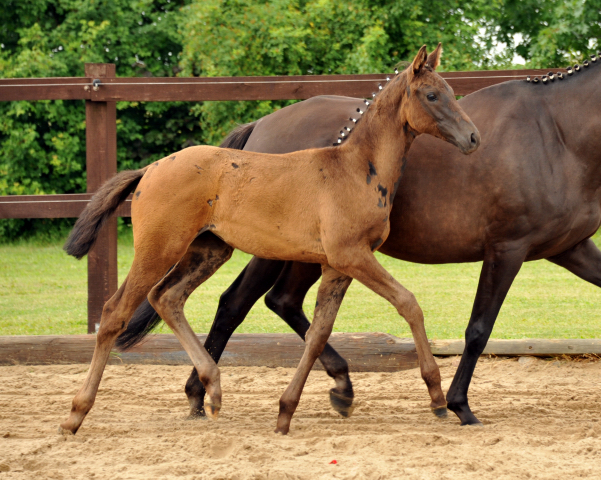 Trakehner Stutfohlen von Come Close u.d. St.Pr.u.Pr.St. Talussen von Sapros - Sleipnir , Foto: Beate Langels