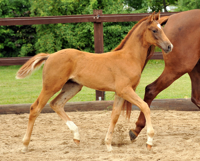 Trakehner Hengstfohlen von Freudenfest Lenkija v. Heleris u.d. Linija v. Horelas, Foto: Beate Langels