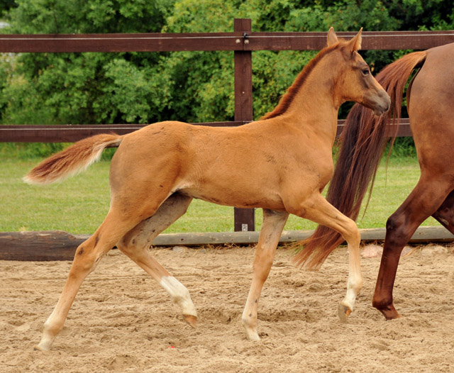 Trakehner Hengstfohlen von Freudenfest Lenkija v. Heleris u.d. Linija v. Horelas, Foto: Beate Langels