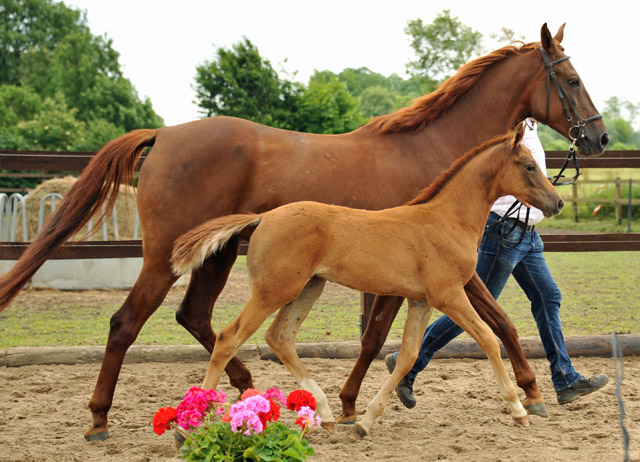 Trakehner Hengstfohlen von Freudenfest Lenkija v. Heleris u.d. Linija v. Horelas, Foto: Beate Langels