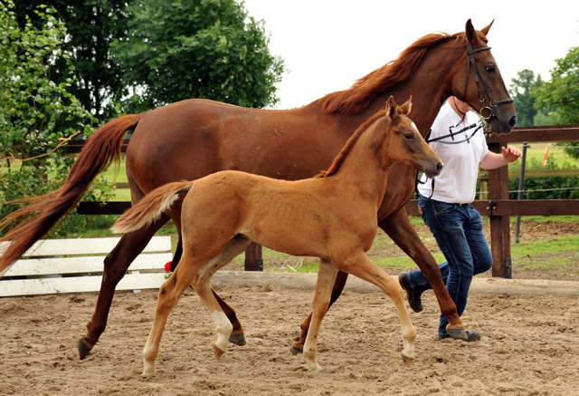 Trakehner Hengstfohlen von Freudenfest Lenkija v. Heleris u.d. Linija v. Horelas, Foto: Beate Langels