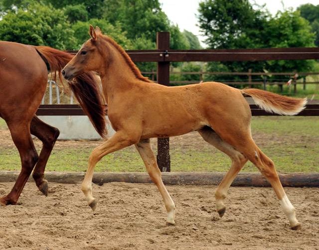 Trakehner Hengstfohlen von Freudenfest Lenkija v. Heleris u.d. Linija v. Horelas, Foto: Beate Langels