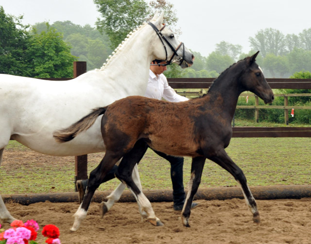 Trakehner Hengstfohlen von Windsor - Foto Beate Langels