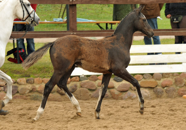 Trakehner Hengstfohlen von Windsor - Foto Beate Langels