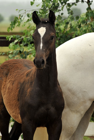 Trakehner Hengstfohlen von Windsor - Foto Beate Langels
