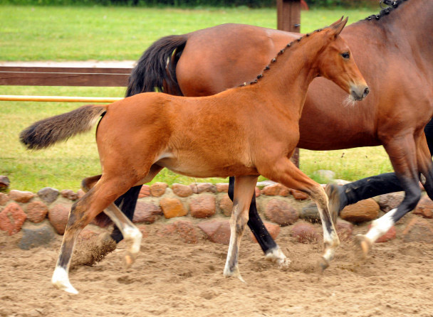 Kabriola - Trakehner Stutfohlen  von Freudenfest u.d. Karalina v. Exclusiv - copyright Beate Langels, Trakehner 
Gestt Hmelschenburg