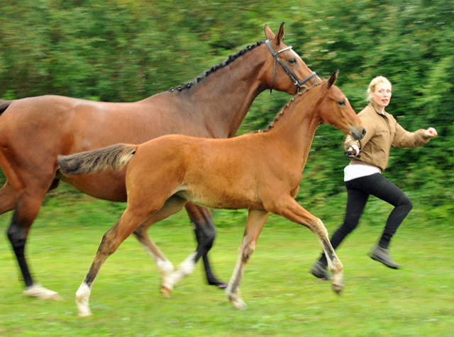 Kabriola - Trakehner Stutfohlen  von Freudenfest u.d. Karalina v. Exclusiv - copyright Beate Langels, Trakehner 
Gestt Hmelschenburg