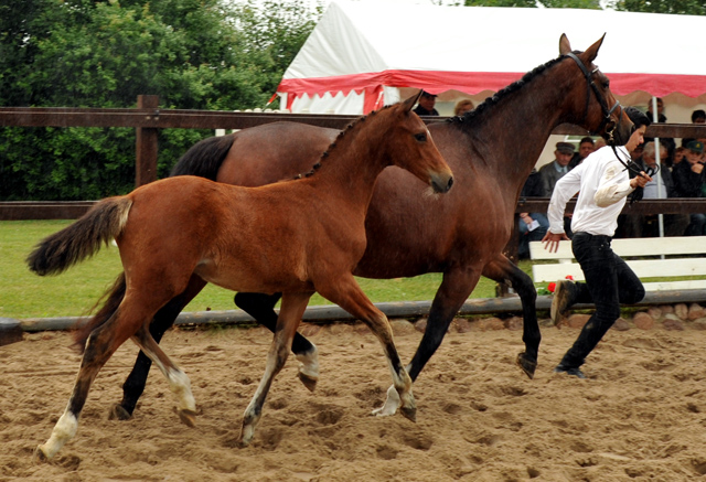 Kabriola - Trakehner Stutfohlen  von Freudenfest u.d. Karalina v. Exclusiv - copyright Beate Langels, Trakehner 
Gestt Hmelschenburg