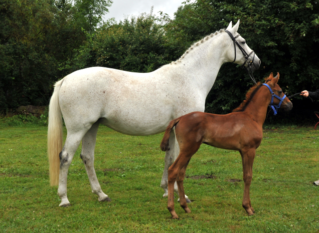 Trakehner Hengstfohlen von Laurel u.d. Auryn  v. Bazarr - Foto Beate Langels