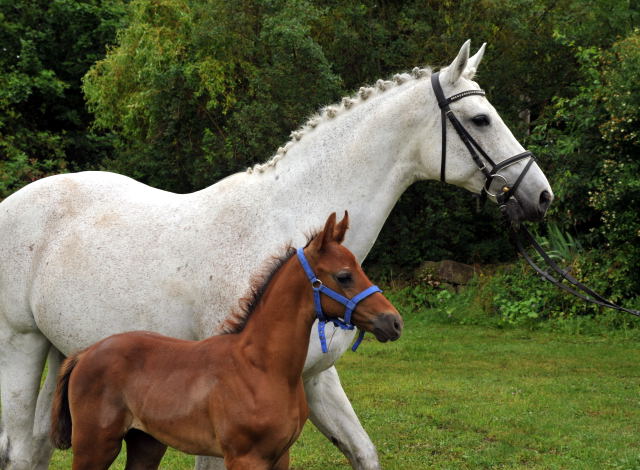 Trakehner Hengstfohlen von Laurel u.d. Auryn  v. Bazarr - Foto Beate Langels
