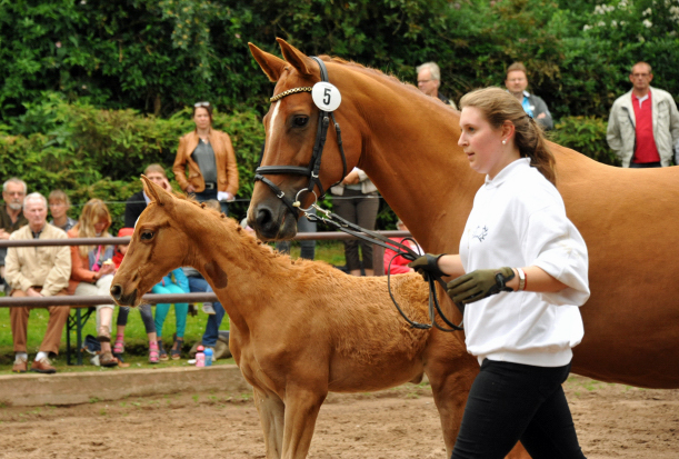 Stutfohlen von Freudenfest u.d. Pr.St. Wolfsfhrte v. Kostolany - Foto: Beate Langels Gestt Hmelschenburg