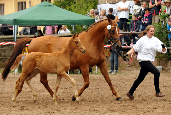 Stutfohlen von Freudenfest u.d. Pr.St. Wolfsfhrte v. Kostolany - Foto: Beate Langels Gestt Hmelschenburg