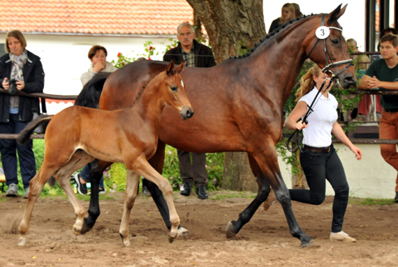 Trakehner Hengstfohlen von Saint Cyr u.d. Hanna v. Summertime u.d. Elitestute Helena v. Matador