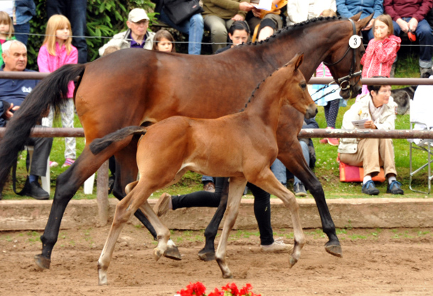 Trakehner Hengstfohlen von Saint Cyr u.d. Hanna v. Summertime u.d. Elitestute Helena v. Matador