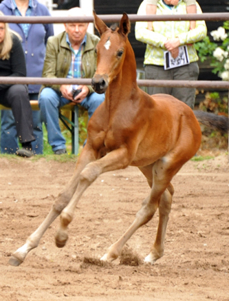 Trakehner Hengstfohlen von Saint Cyr u.d. Hanna v. Summertime u.d. Elitestute Helena v. Matador