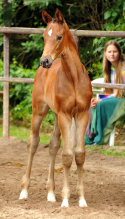 Trakehner Hengstfohlen von Saint Cyr u.d. Hanna v. Summertime u.d. Elitestute Helena v. Matador