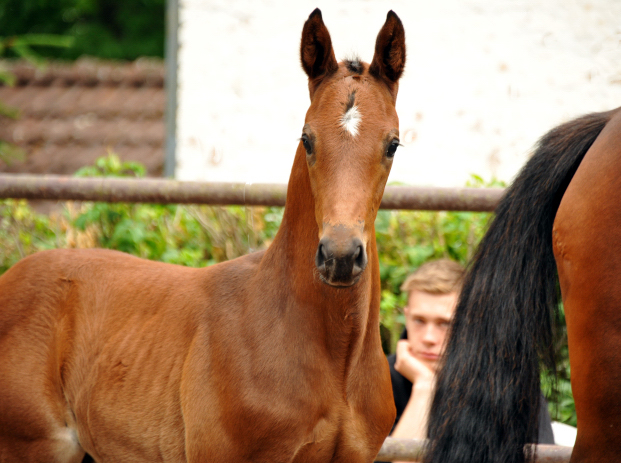 Trakehner Hengstfohlen von Saint Cyr u.d. Hanna v. Summertime u.d. Elitestute Helena v. Matador