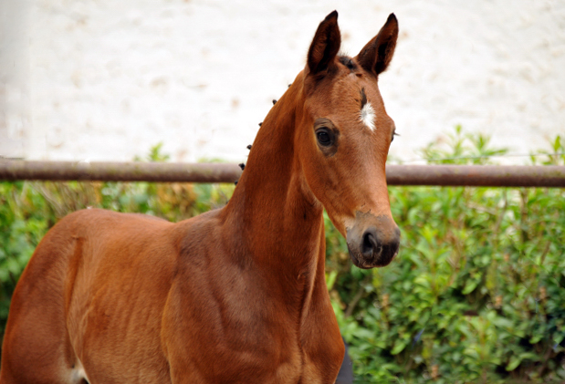 Trakehner Hengstfohlen von Saint Cyr u.d. Hanna v. Summertime u.d. Elitestute Helena v. Matador